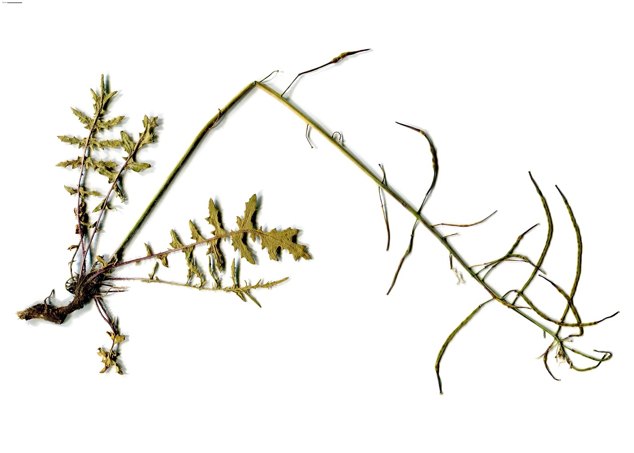 Brassica repanda subsp. saxatilis (Brassicaceae)
